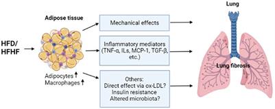 Obesity and the Development of Lung Fibrosis